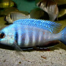 Aquario Passion Les nouveautés - Poissons & Invertébrés Deepwater Hap Placidochromis electra guia de cuidados ficha tecnica blog