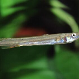 Aquario Passion Aquario Passion Dermogenys pusilla