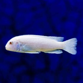 Aquario Passion Aquario Passion Garnelio Zierfisch snowwhite maulbrueter chindongo socolofi albino