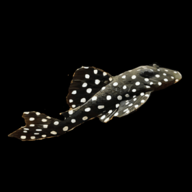 Aquario Passion Les nouveautés L201 Snowball Pleco