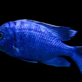 Aquario Passion Aquario Passion MDOKA WHITE LIPS Placidochromis Phenochilus Mdoka