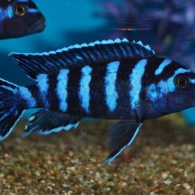 Aquario Passion Aquario Passion Mbuna demasoni 1