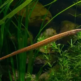 Aquario Passion Les nouveautés OIP