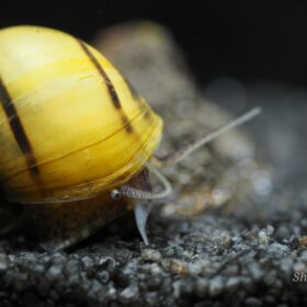 Aquario Passion Les nouveautés P1011853