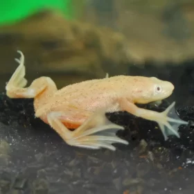 Aquario Passion Les nouveautés Rana Hymenochirus sp Oro nascapers online 1