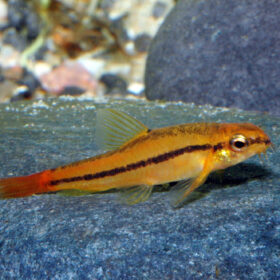 Aquario Passion Les nouveautés Yunnanilus sp. Rosy x1