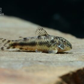 Aquario Passion Les nouveautés aspidoras spilotus 1280x1280