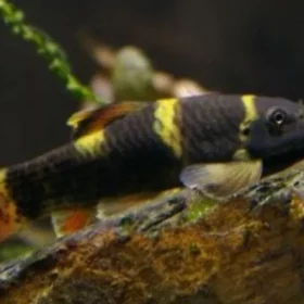 Aquario Passion Aquario Passion garra panda garra flavatra 3 cm a 4 cm 1753 1 0836d426fce5dacafb3e78eb247fb9b8