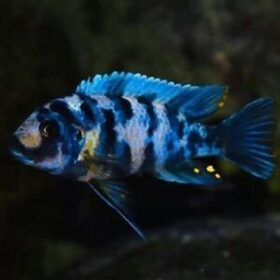 Aquario Passion Les nouveautés pseudotropheus zebra blue ob masinje 500x500 1