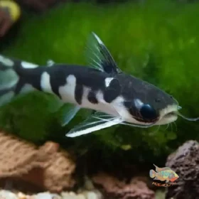 Aquario Passion Aquario Passion tatia musaica