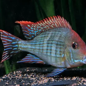 Aquario Passion Les nouveautés 58d2176bd44091db465aa3f6a789463b8cc07147