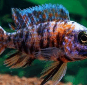 Aquario Passion Les nouveautés Capture decran 2025 12 03 095849