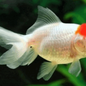 Aquario Passion Les nouveautés Capture decran 2025 12 03 102341