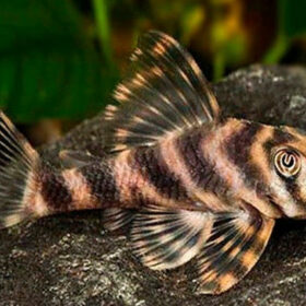 Aquario Passion Les nouveautés R 16