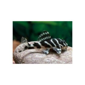 Aquario Passion Les nouveautés hypancistrus sp