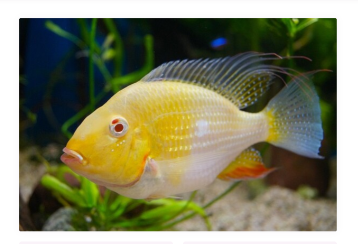 ACARICHTHYS HECKELII ALBINO