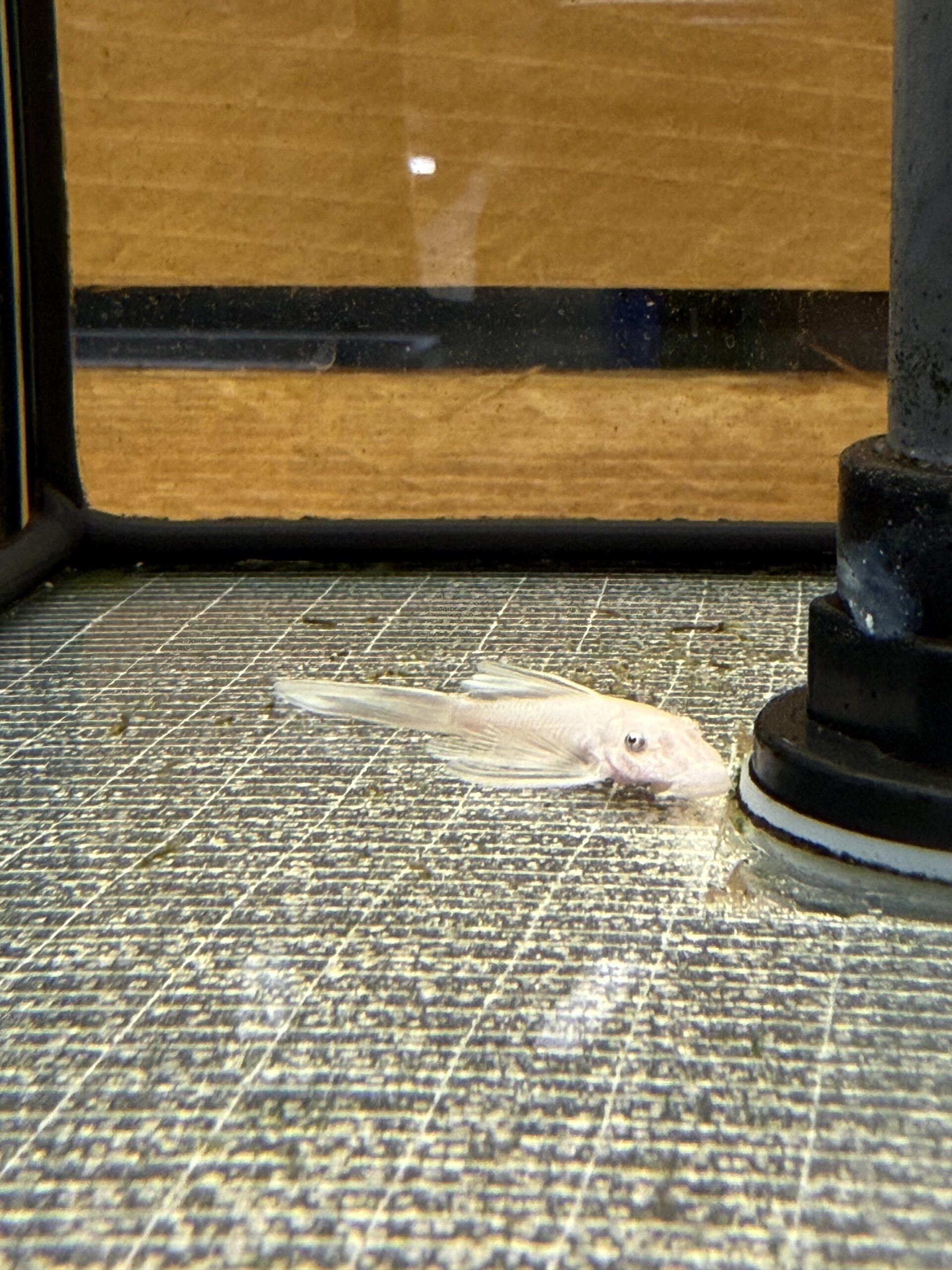 ANCISTRUS SNOW WHITE black eye LONG FIN