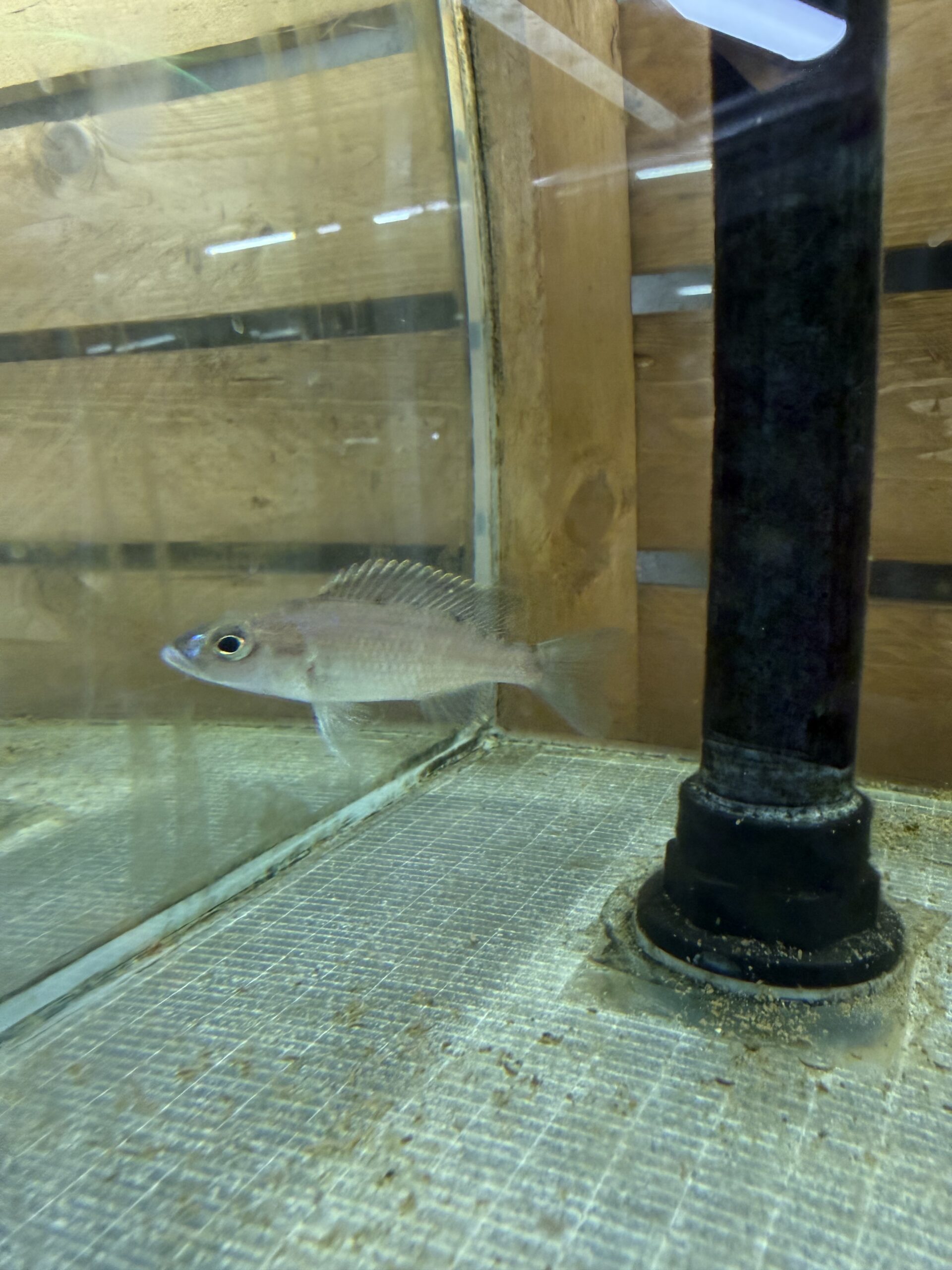 SCIAENOCHROMIS FRYERI MALERI ICEBERG