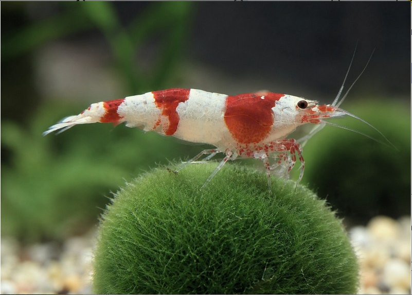 Caridina Hinomaru