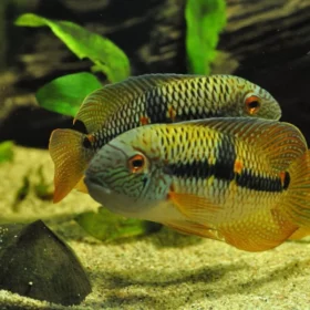 Couple d’Aequidens diadema