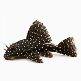 Ancistrus dolichopterus L183