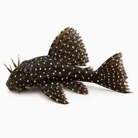 Ancistrus dolichopterus L183