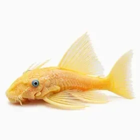 Ancistrus sp. L144 lemon blue eyes