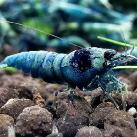 Crevette Caridina Blue Bolt