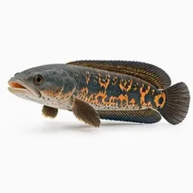 Channa aurantimaculata