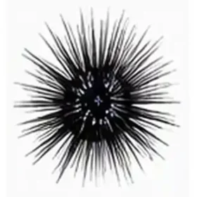 Diadema savignyi