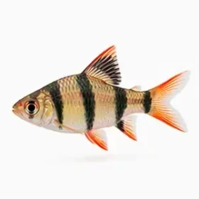 Enteromius fasciolatus