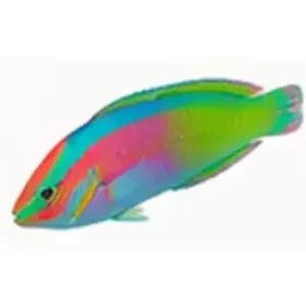 Halichoeres chloropterus