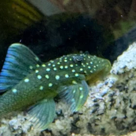 Pléco Hemiancistrus sp. L128