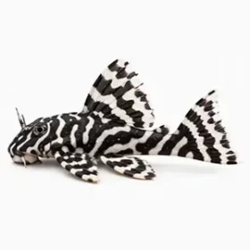 Hypancistrus inspector L201