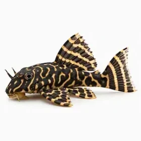Hypancistrus sp. L66 king tiger