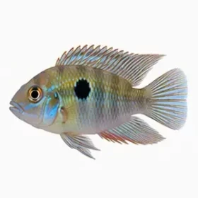 Ivanacara bimaculata