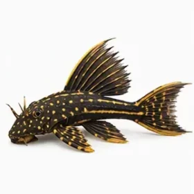 Leporacanthicus joselimai L264
