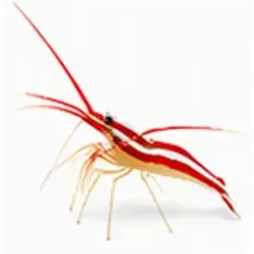 Lysmata amboinensis