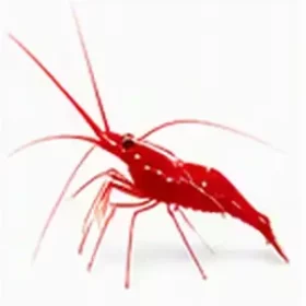 Lysmata kuekenthali