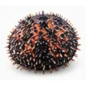 Mespilia globulus