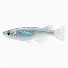 Oryzias latipes Medaka bleu