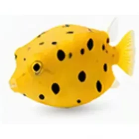 Ostracion cubicus