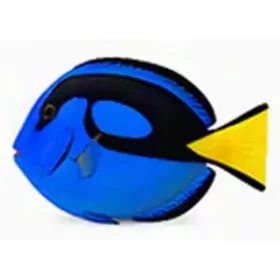 Paracanthurus hepatus