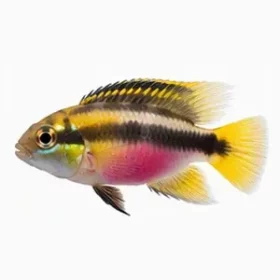 Pelvicachromis pulcher Yellow