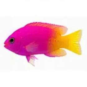 Pictichromis paccagnellae