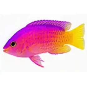 Pictichromis paccagnellae