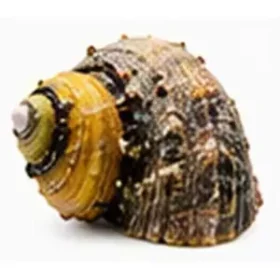 Turbo bruneus