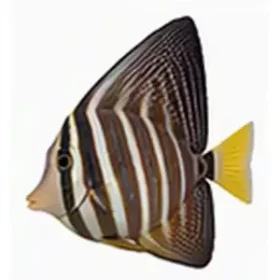 Zebrasoma veliferum