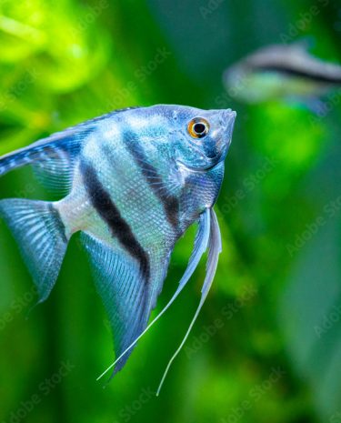 AdobeStock_579062439_Preview