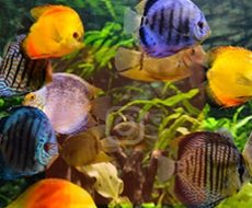 POISSON-1